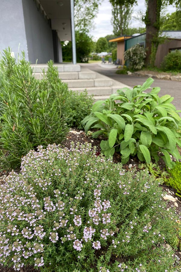 Kräuterbeet im Campingplatz Aichelberg